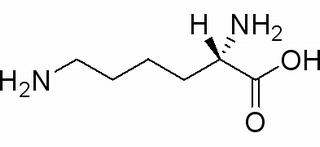 L-赖氨酸 CAS:56-87-1 中药对照品标准品