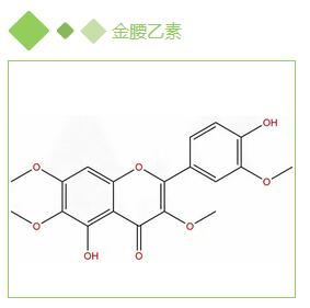 金腰乙素